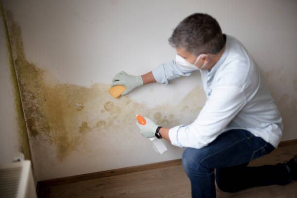 Best Biohazard Mold Removal  in De Soto, IL